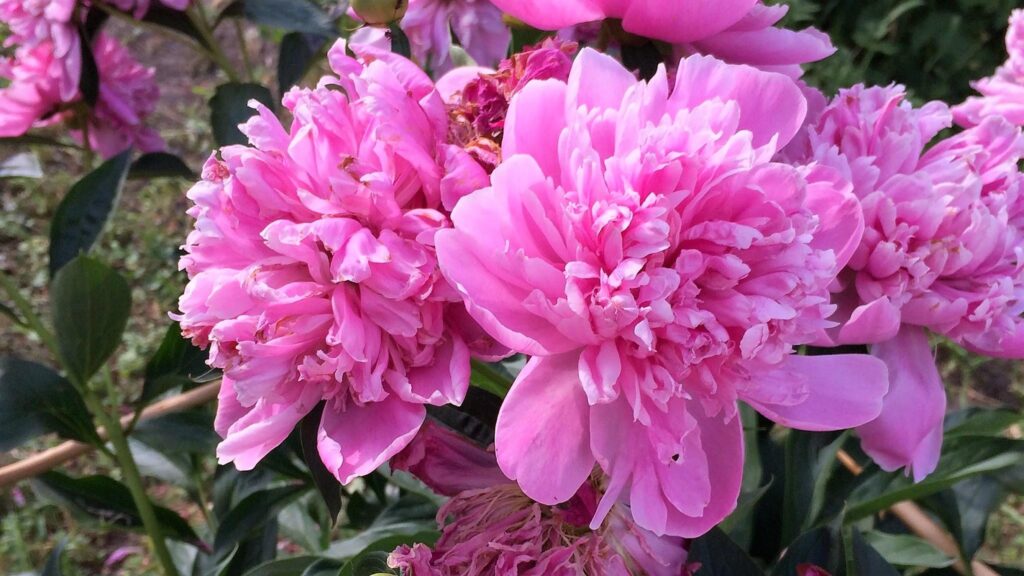 Цветущие розовые пионы.