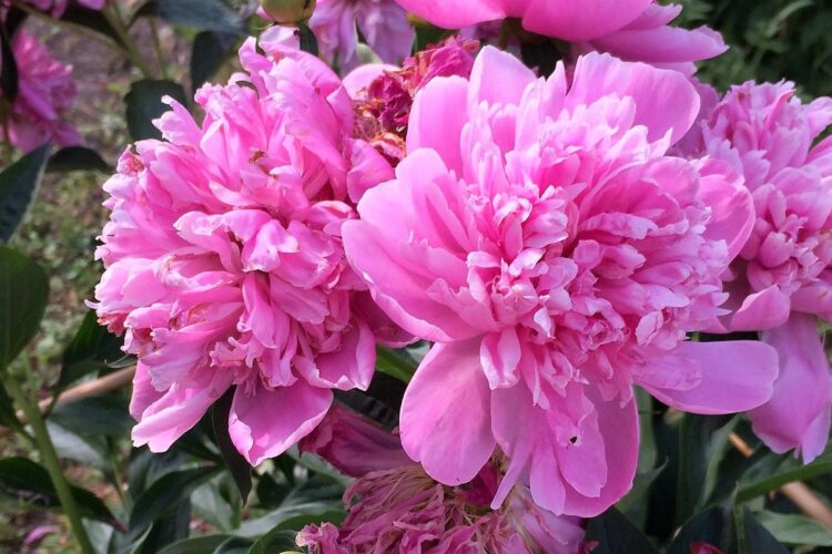 Цветущие розовые пионы.