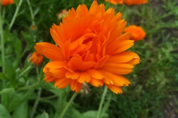 Оранжевый цветок календулы.