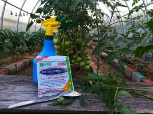 Защита томатов от фитофторы биофунгицидом Фитоспорин.