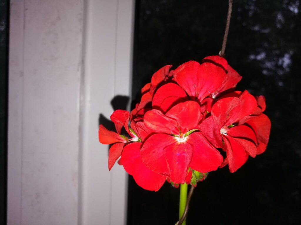 Красные цветы пеларгонии.
