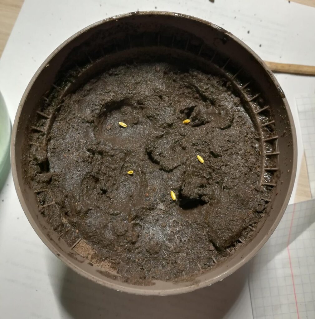 Посев семян пеларгонии.