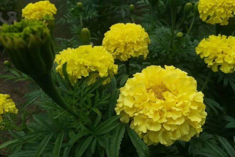Жёлтые бархатцы цветут.