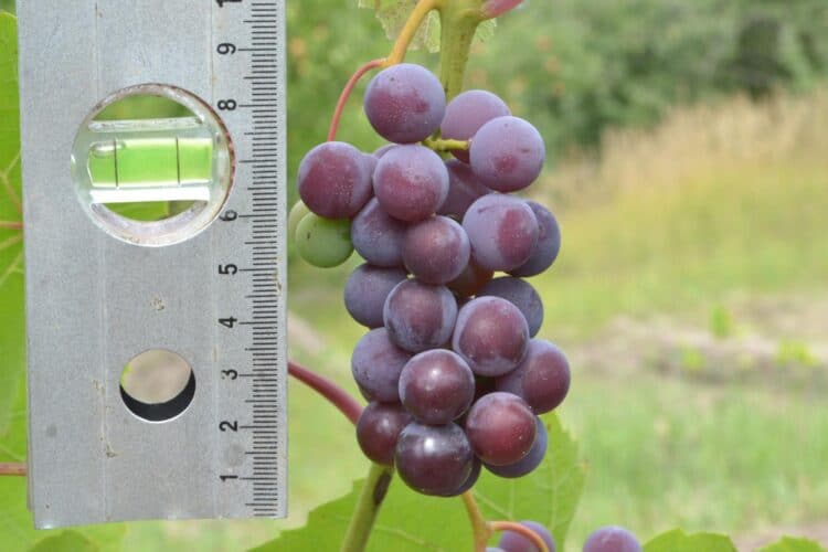 Небольшая гроздь винограда.
