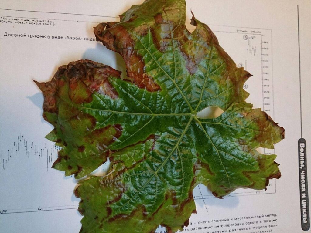 Подсыхание листьев винограда без признаков заболеваний.