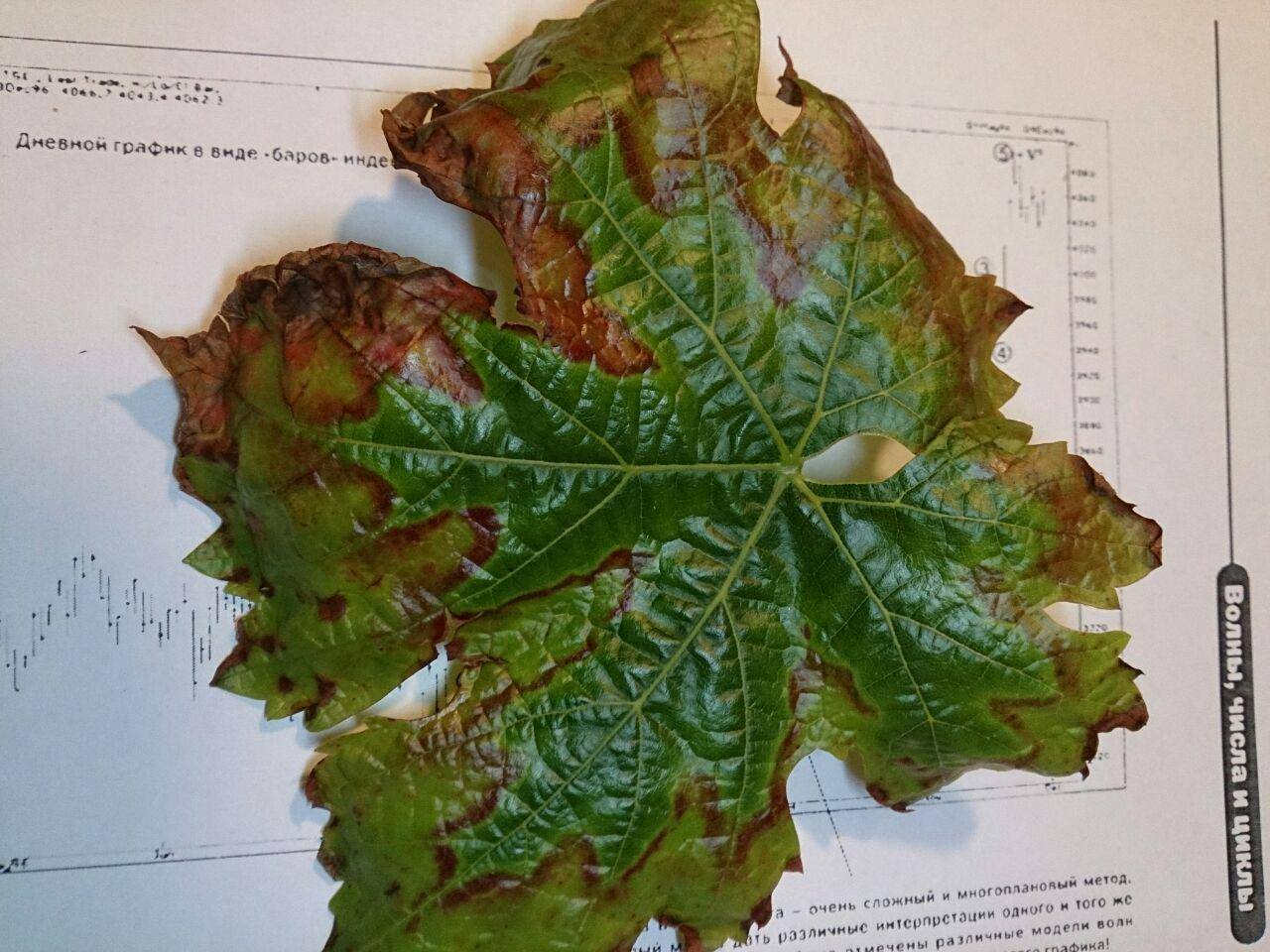 Болезни винограда на листьях фото с описанием