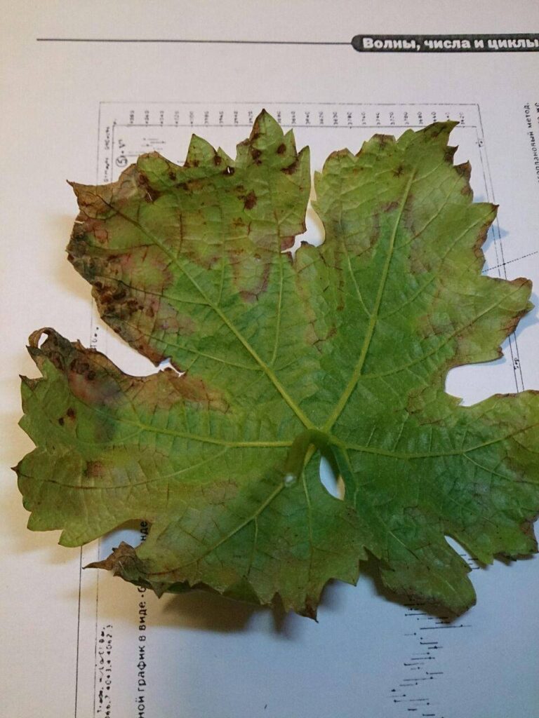 Подсыхание листьев винограда без признаков заболеваний.