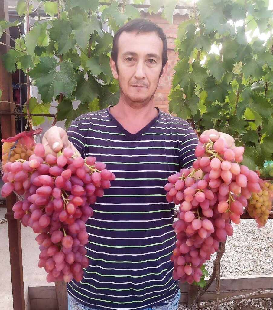 Урожая винограда Кишмиш Лучистый. Руслан Джалилов, г. Керчь, Крым.
