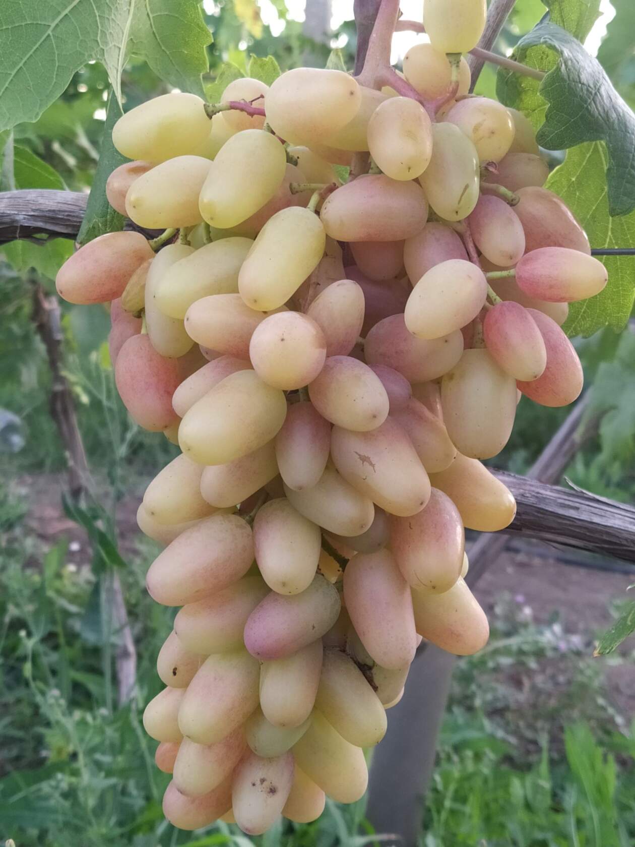 Как выращивать виноград фото