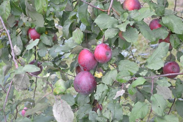 Яблоки на яблоне.