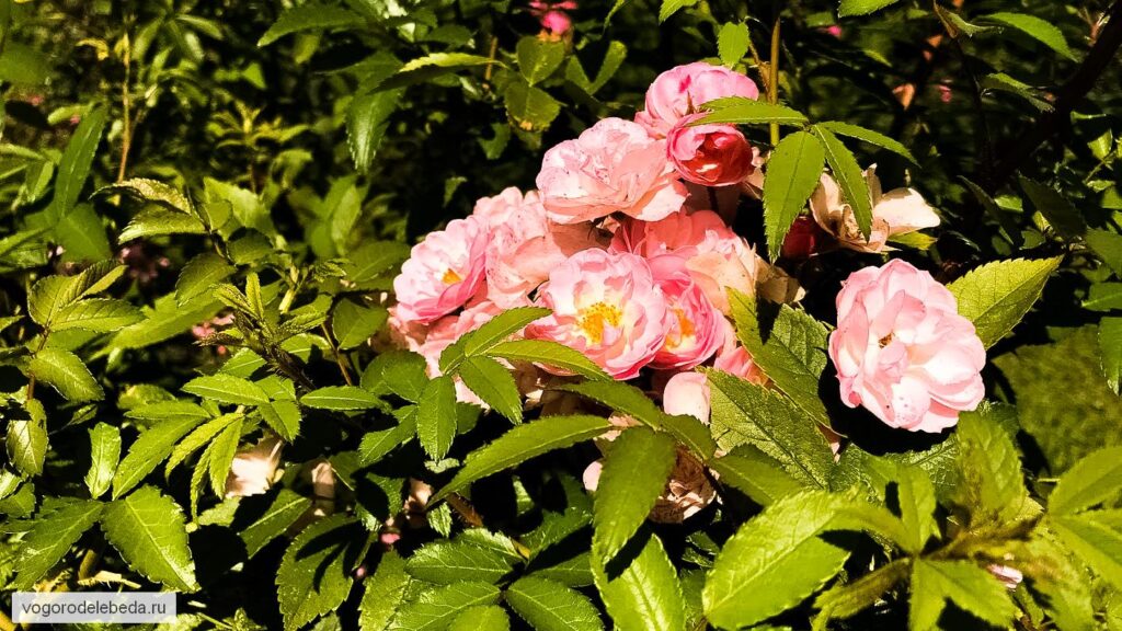 Цветущие розовые розы.