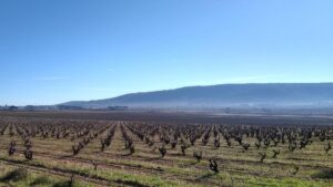Штамбовая формировка винограда при неукрывном выращивании. Валенсия, Испания.