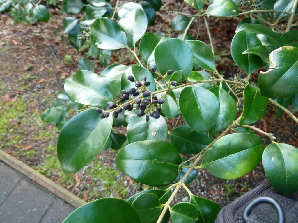 Бирючина японская (Ligustrum Japonicum).