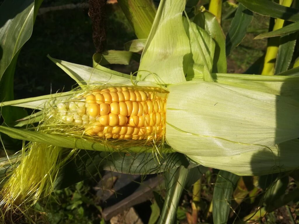 Початок созревшей кукурузы.