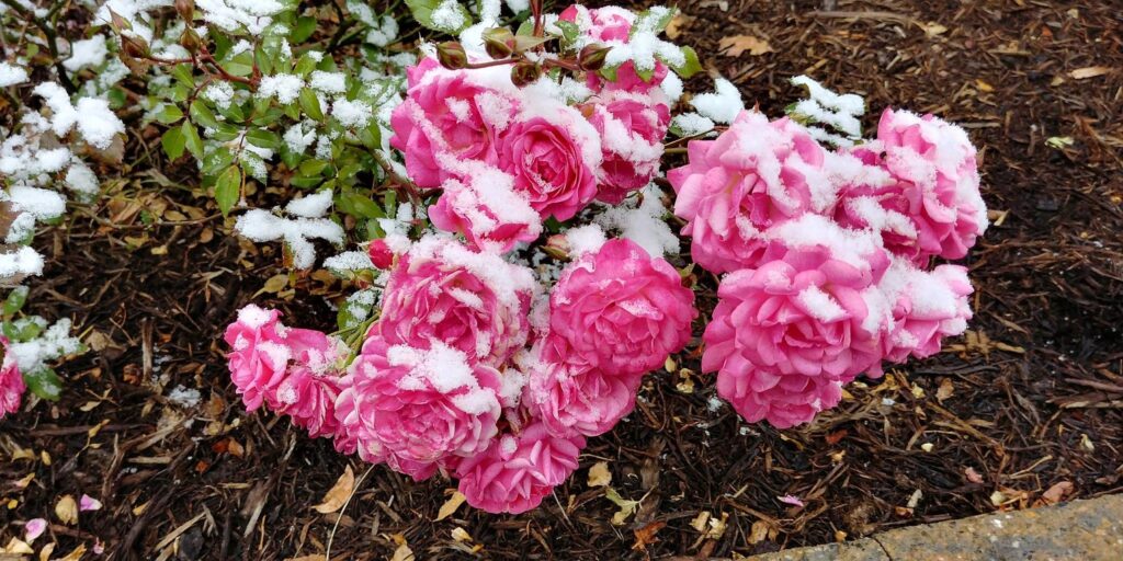 Выпал снег - точно пора обрезать розы.
