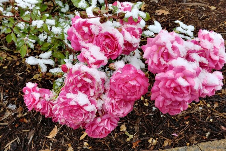 Выпал снег - точно пора обрезать розы.
