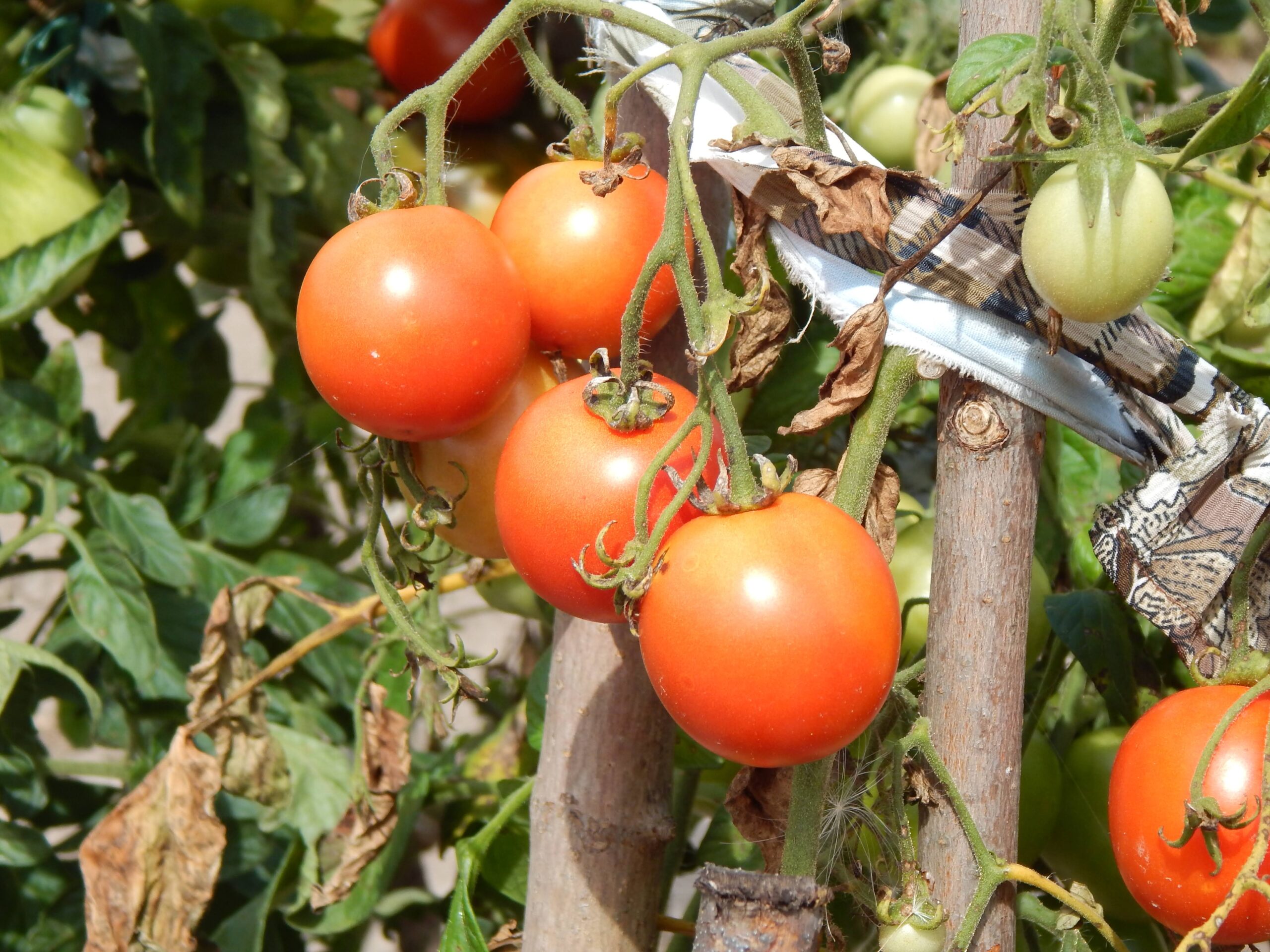 Выращивание рассады помидоров в домашних условиях.