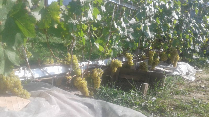 Урожай винограда Московский белый, фото: Сергей МБ, Московская область.