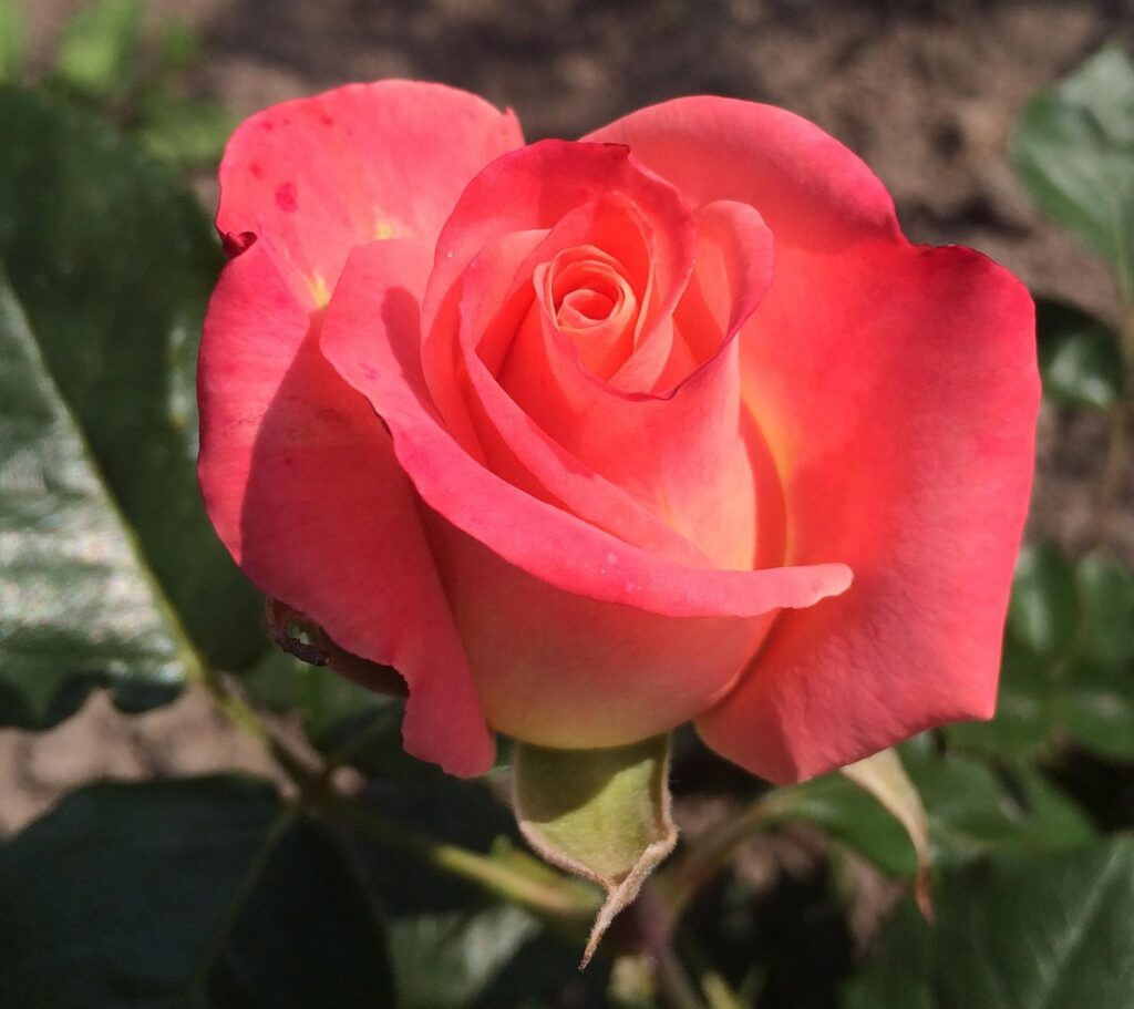 Розовая роза.
