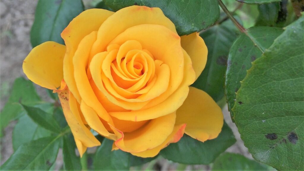 Жёлтая роза Керио.