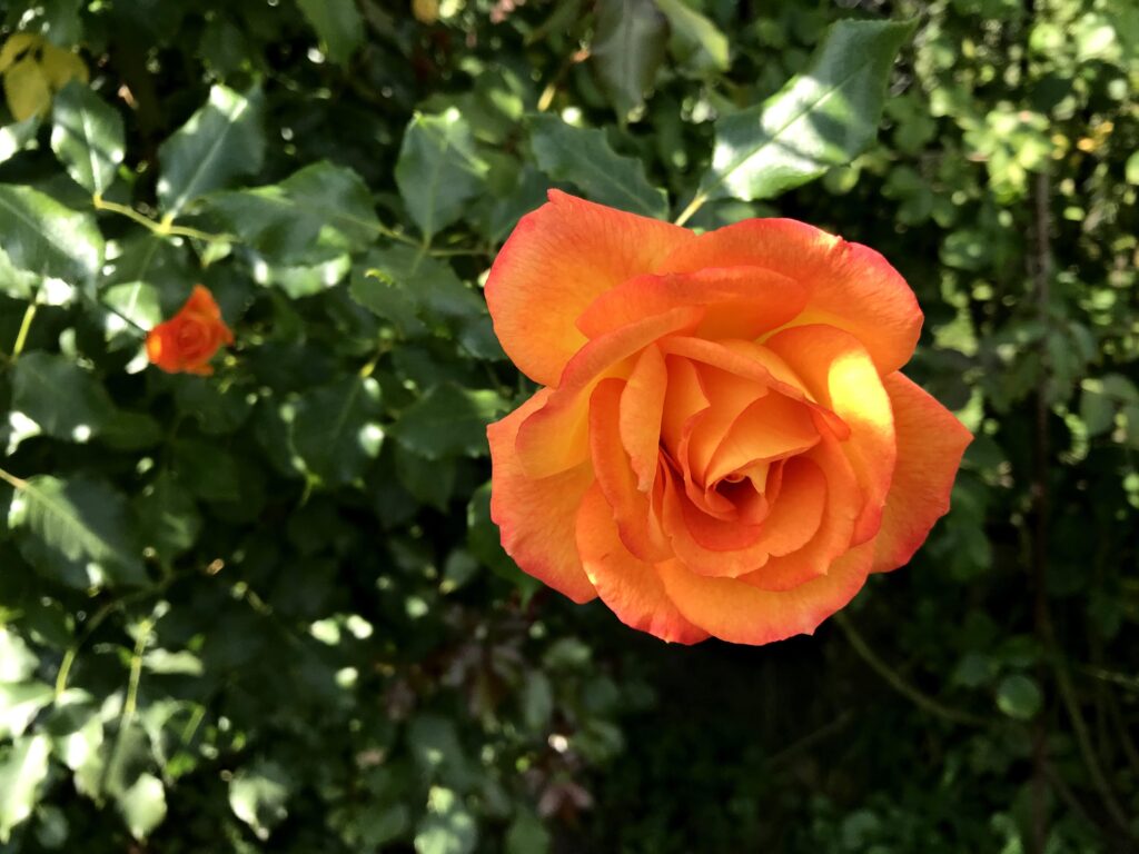 Оранжевая роза.