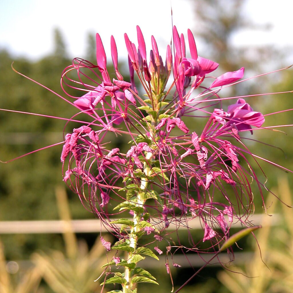 Цветок Клеома Хасслера в домашних условиях — посадка и уход в открытом грунте.