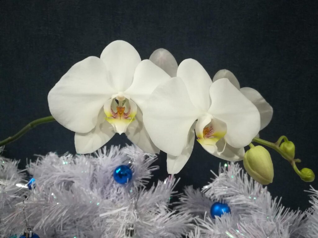 Цветущая орхидея фаленопсис.