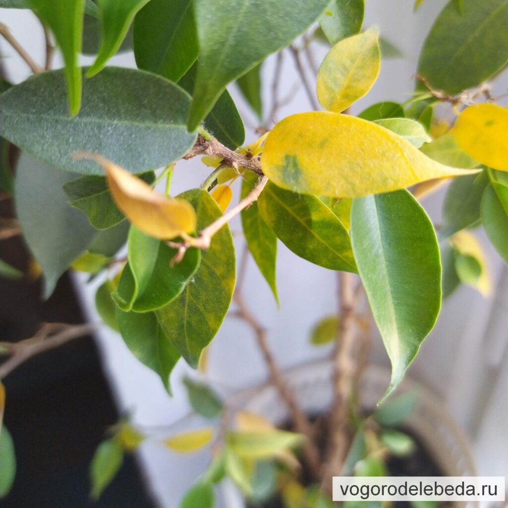 Желтые листья у фикуса бенджамина Наташа - реакция на резкое повышение температуры воздуха.