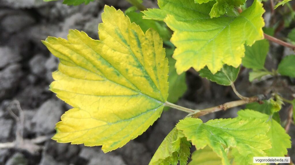 Жёлтые листья пузыреплодника калинолистного Дартс Голд являются сортовым признаком, а не следствием воздействия негативных факторов.