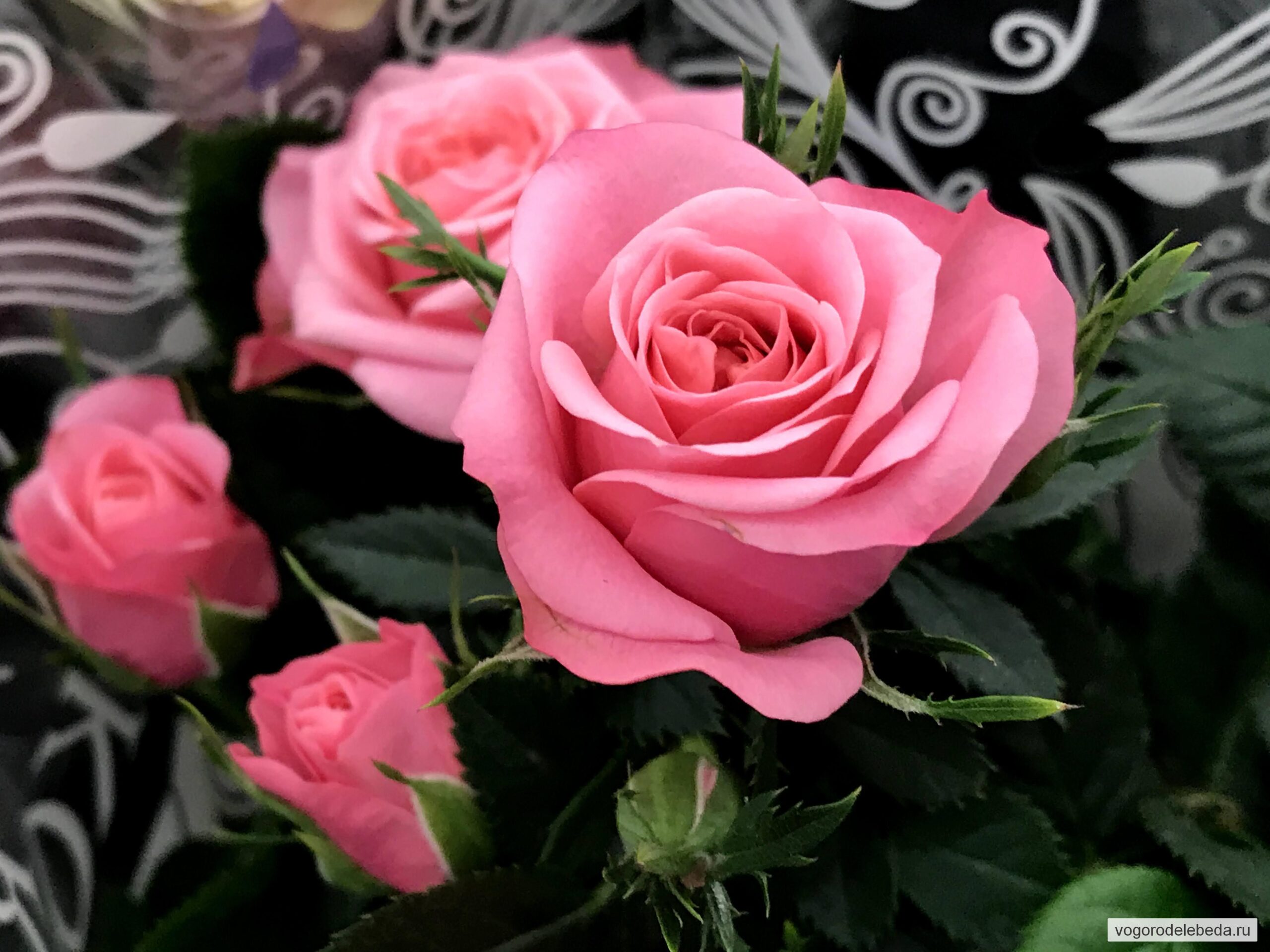 Картинки цветы красивые розы