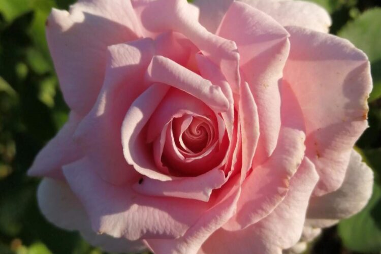 Цветок розы Фредерик Мистраль, Frederic Mistral. Фото: Марина Кретова, г. Волгоград, Россия.