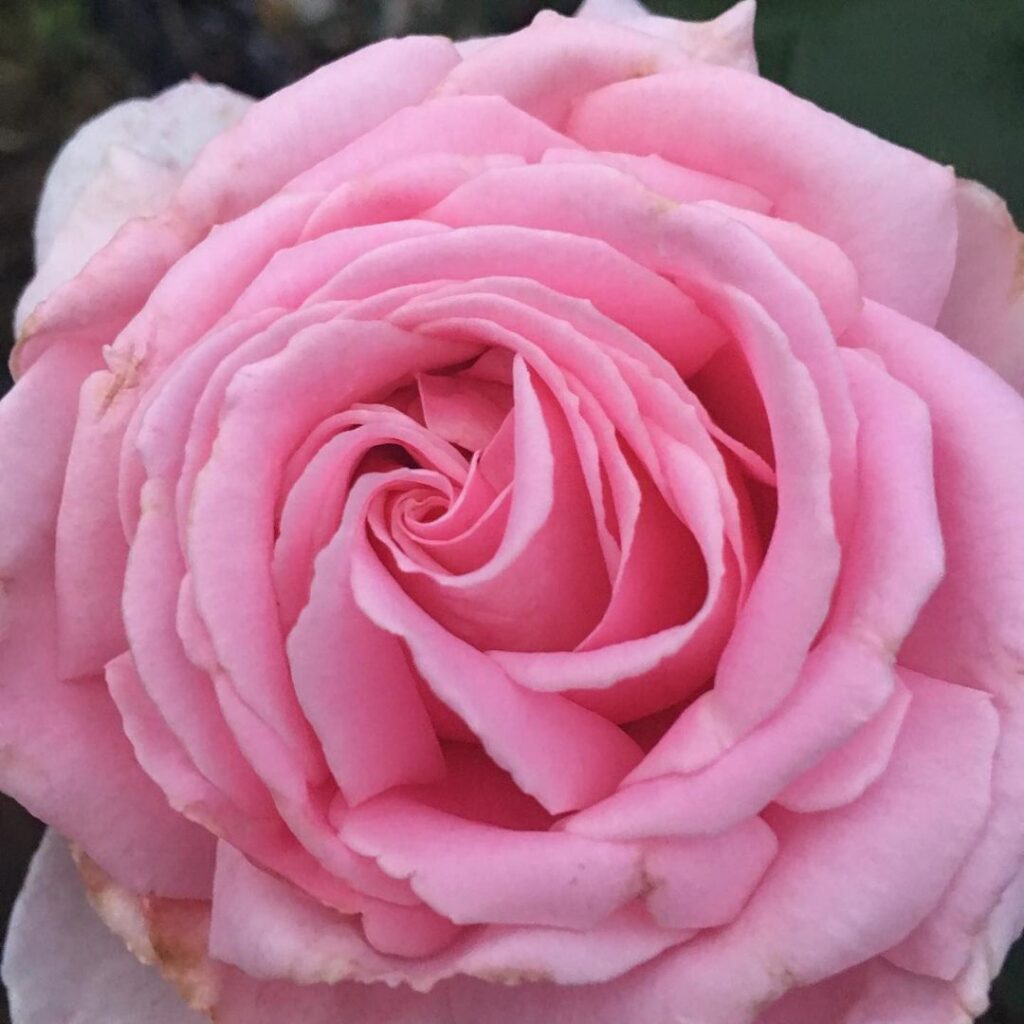 Цветок розы Фредерик Мистраль, Frederic Mistral. Фото: rose_travel_life