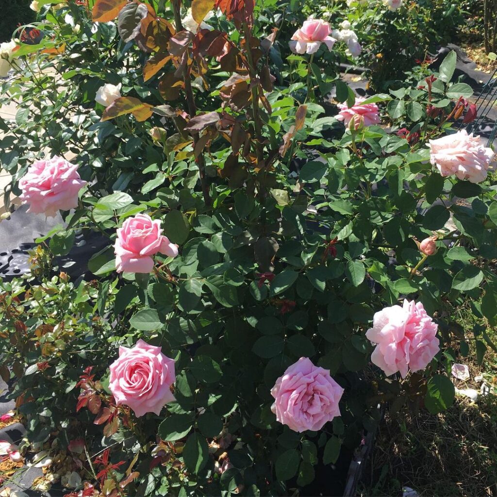 Цветок розы Фредерик Мистраль, Frederic Mistral. Фото: rose_travel_life