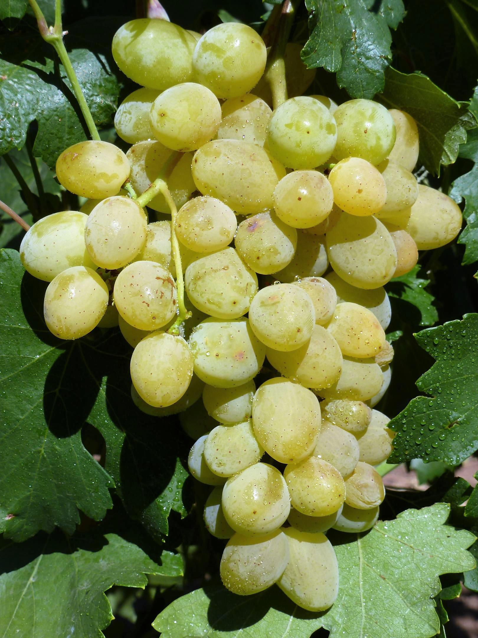 Виноград гибрид