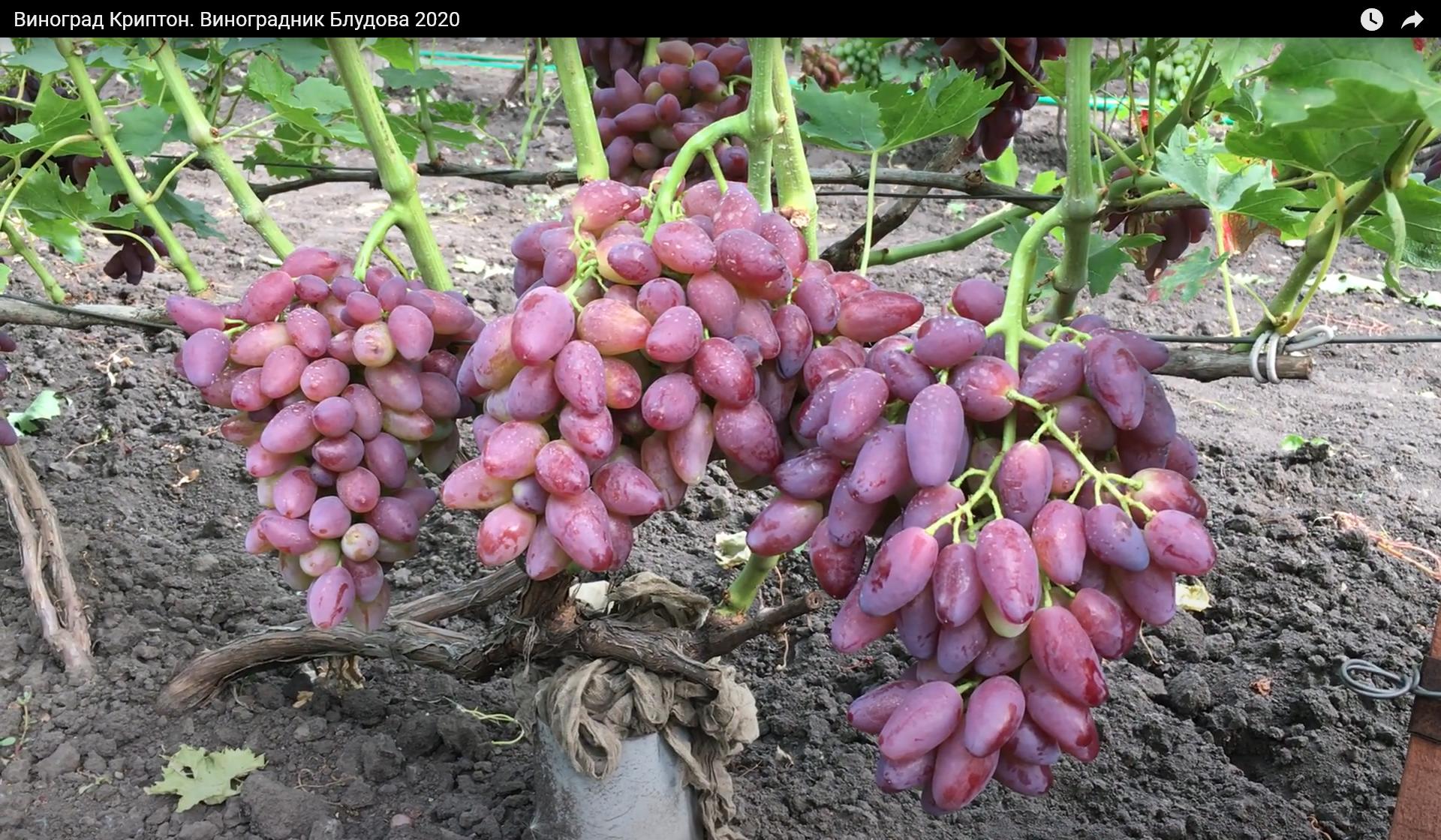 Виноград Криптон на участке Блудова, урожай 2020.