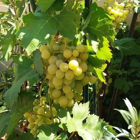 Виноград в контейнере можно выращивать на балконе, лоджии или террасе. Фото: Tania Radushinskaya.
