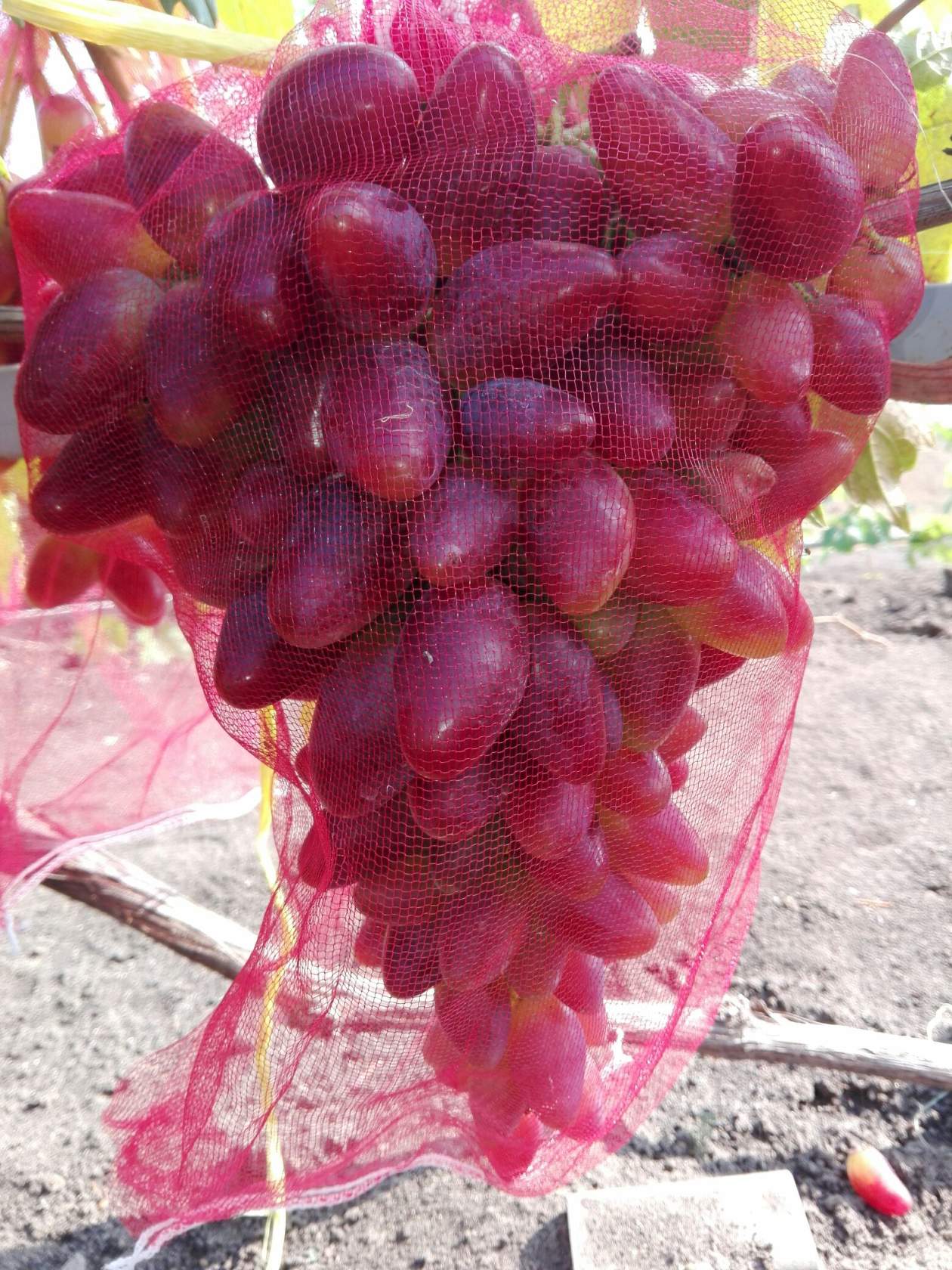 Виноград дубовский розовый отзывы