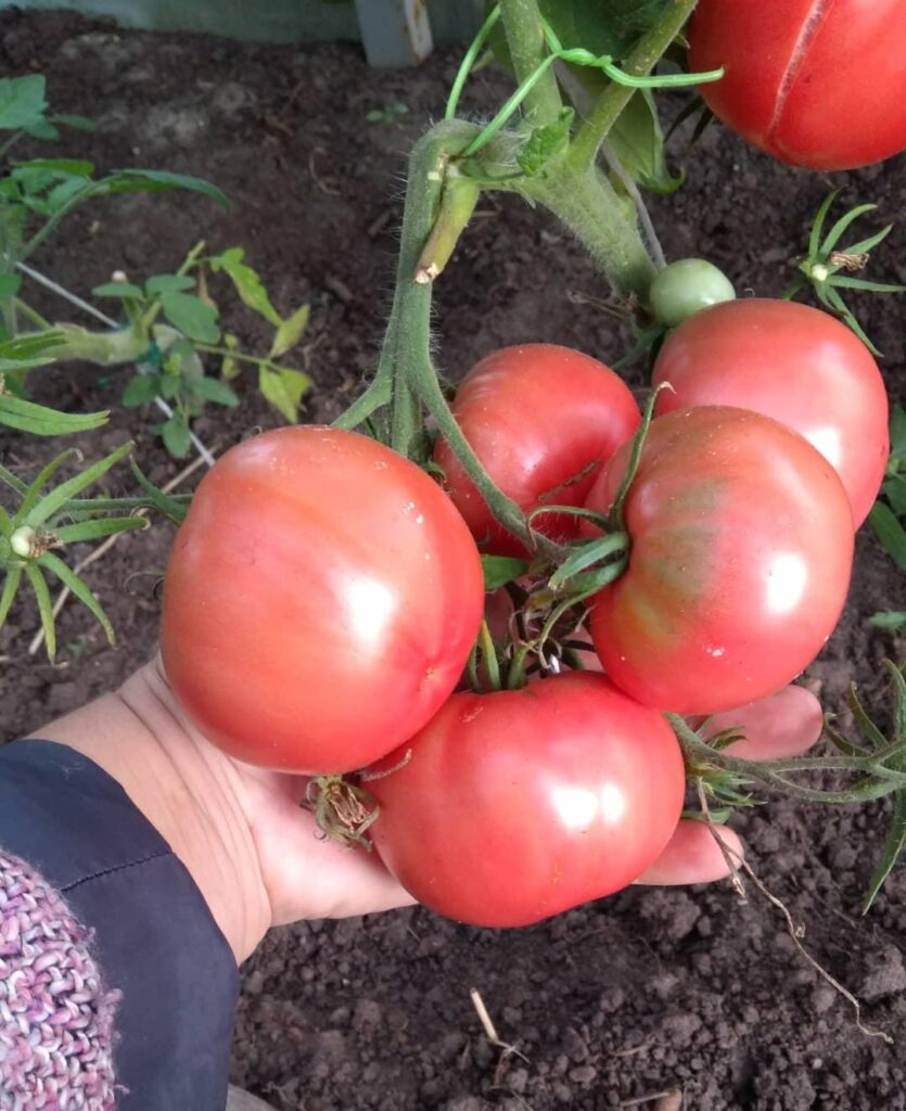Кисть зрелых помидоров Малиновый гигант. Фото celo_i_yulya.