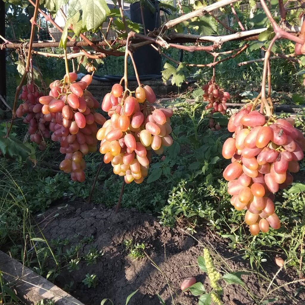 Окрашенные грозди винограда Преображение. Фото: donetskaya_yagoda.