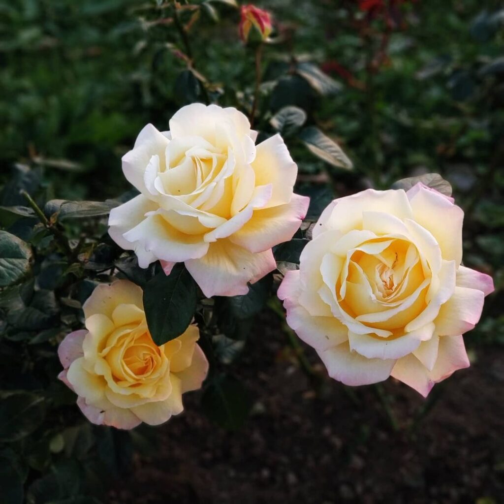 Три цветка розы Глория Дей. Фото: annaborisova.garden