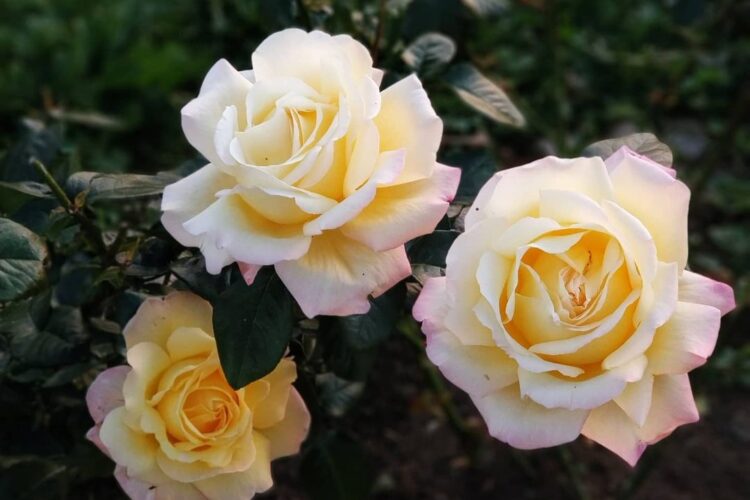 Три цветка розы Глория Дей. Фото: annaborisova.garden
