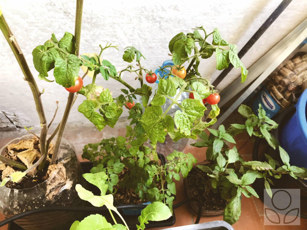 Огород на лоджии: физалис, томаты, базилик.