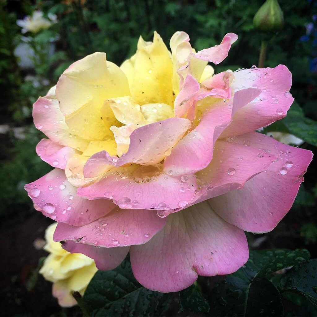 Цветок розы Глория Дей после дождя. Фото liyasca