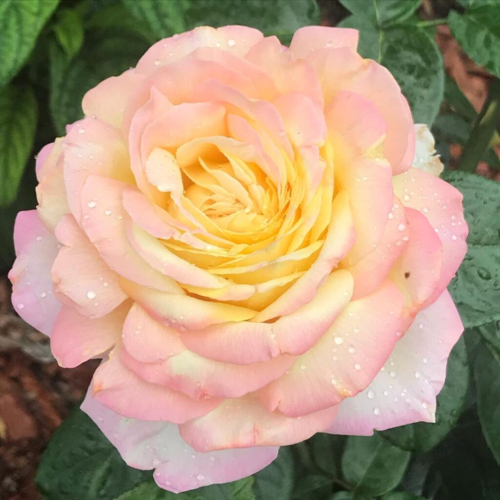 Цветок розы Глория Дей. Фото: tatiana44258