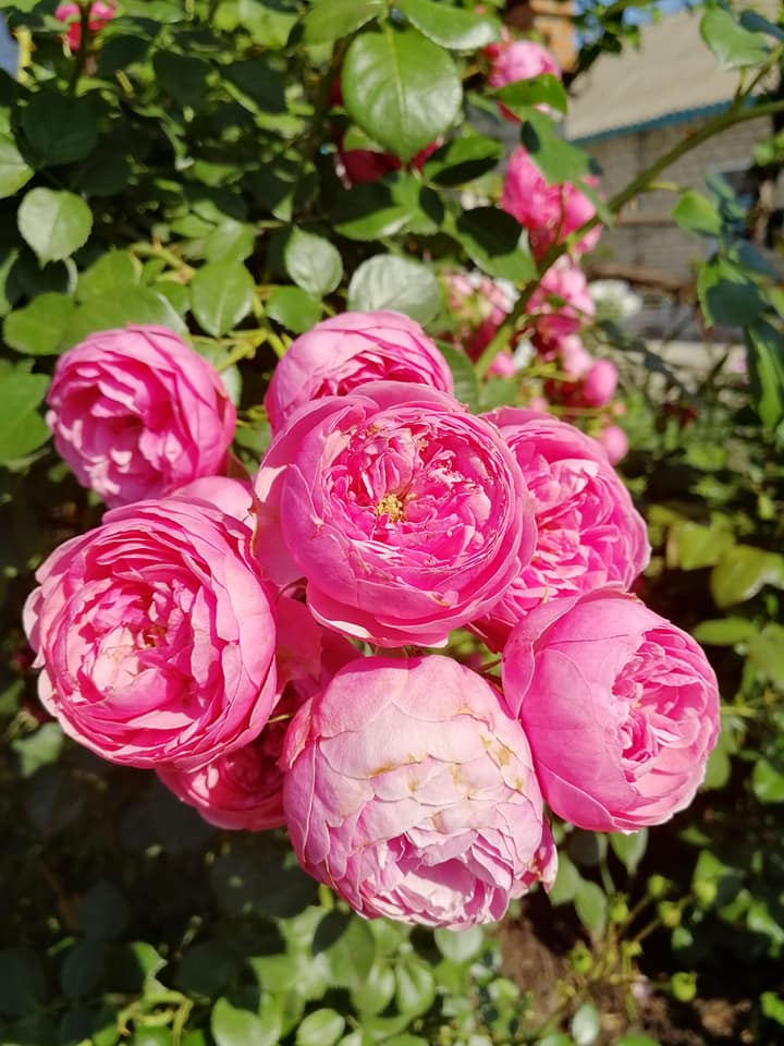 Роза 30 см фото