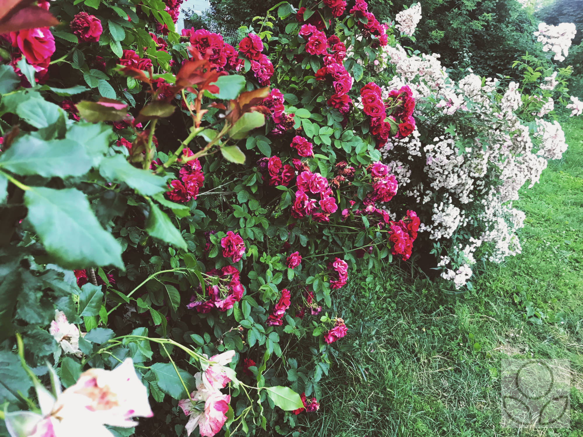 Соседство роз. Розы и соседство с другими цветами. Розы соседство с другими растениями. Соседство с розами.