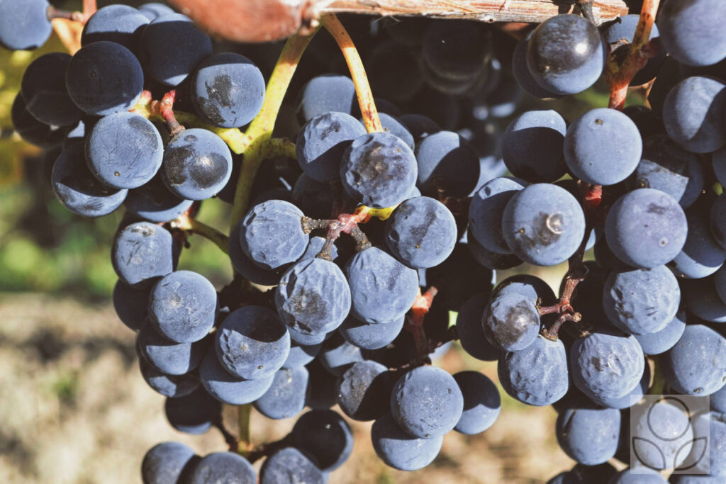Синий винный виноград для изготовления вина.