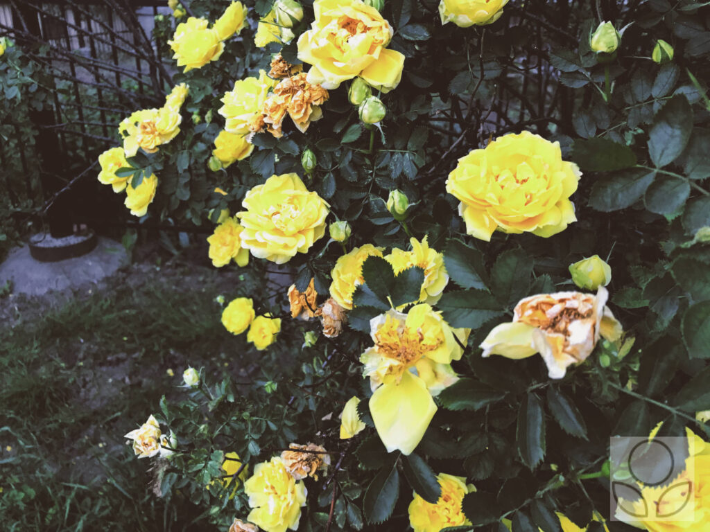 Куст жёлтых роз у ограды.