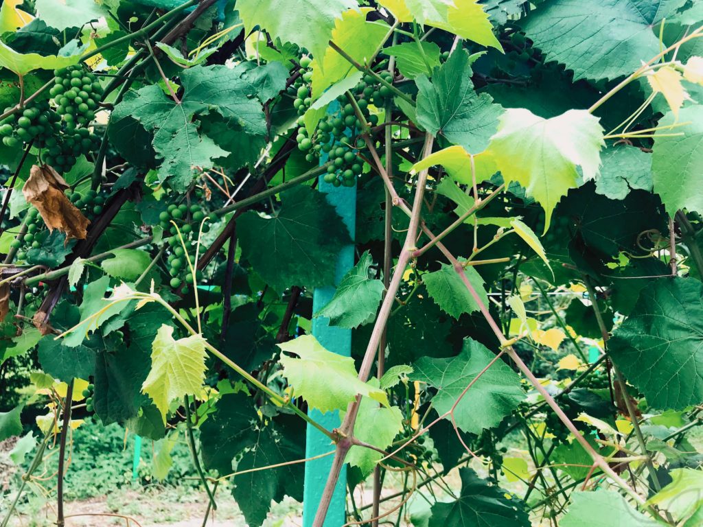 Пасынки винограда - боковые побеги со светло-зелёными листьями.