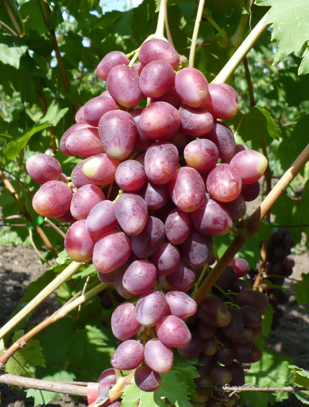 Созревшая гроздь винограда Ромина, фото: Фурса И.И., 01.08.19.